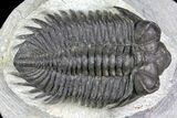 Coltraneia Trilobite Fossil - Huge Faceted Eyes #137325-4